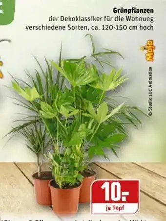 REWE Kaufpark Grünpflanzen Angebot