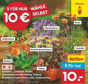 Netto Marken-Discount Gerbera, Lavendel, Rosen, Glockenblume kleinblütig, Coleus, Strahlenchrysantheme oder Calibrachoa Angebot