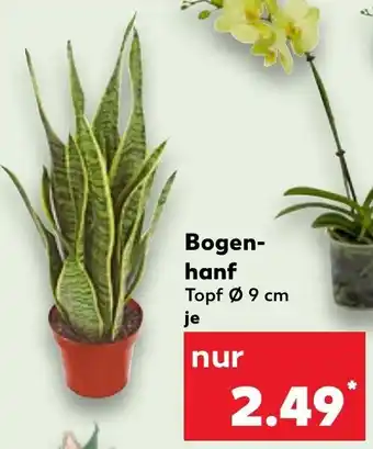 Kaufland Bogenhanf Angebot