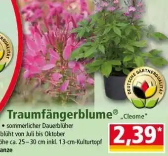 Norma Traumfängerblume® „Cleome" Angebot