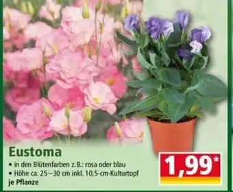 Norma Eustoma Angebot