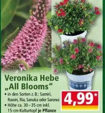 Norma Veronika Hebe ,,All Blooms" Angebot