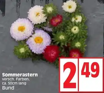 Edeka Sommerastern Angebot