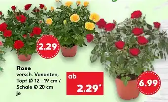 Kaufland Rose Angebot