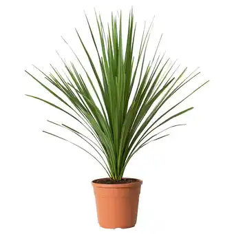 IKEA Cordyline indivisa pflanze keulenlilie Angebot