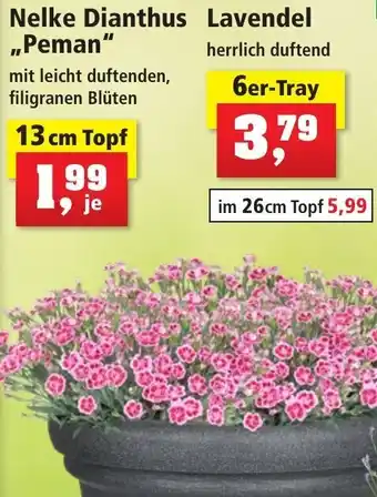 Thomas Philipps Nelke Dianthus ,,Peman" 13 cm Topf Angebot