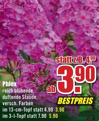 B1 Discount Baumarkt Phlox Angebot