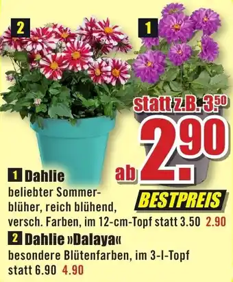 B1 Discount Baumarkt Dahlie Angebot