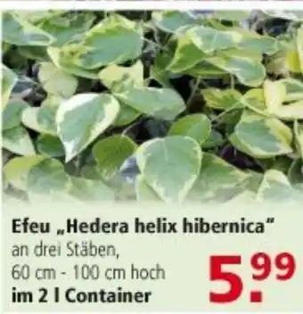 Multi Markt Efeu ,,Hedera helix hibernica" Angebot