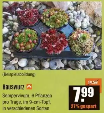 V Baumarkt Hauswurz Angebot