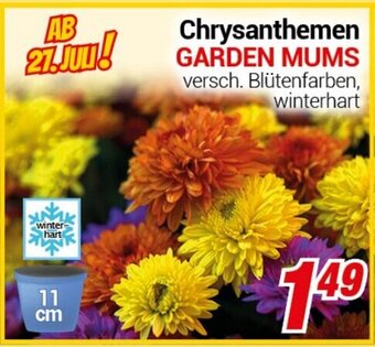 CENTERSHOP Chrysanthemen GARDEN MUMS Angebot