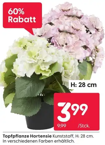 Rusta Topfpflanze Hortensie Angebot