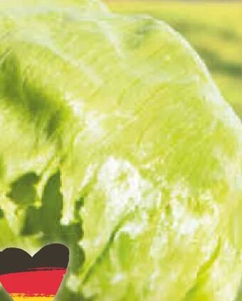 Netto Marken-Discount Eisbergsalat Angebot