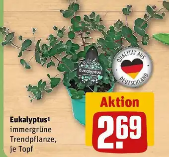 REWE Eukalyptus¹ Angebot