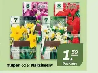 NETTO Tulpen Oder Narzissen Angebot