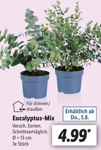 Lidl Eucalyptus-Mix Angebot