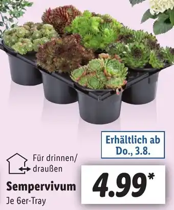 Lidl Sempervivum 6er-Tray Angebot