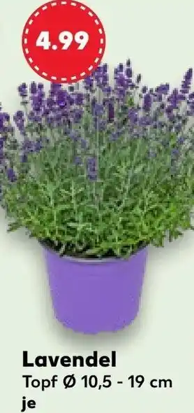 Kaufland Lavendel Angebot