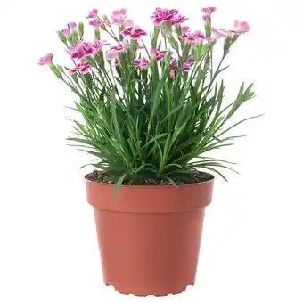 IKEA Dianthus pflanze nelke Angebot