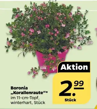 NETTO Boronia Korallenraute Angebot