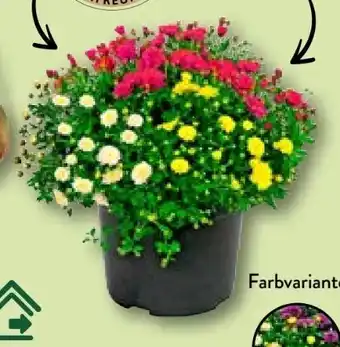 Aldi Nord Chrysanthemen-büsche-trio Angebot