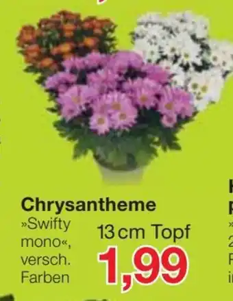 Jawoll Chrysantheme 13 cm Topf Angebot