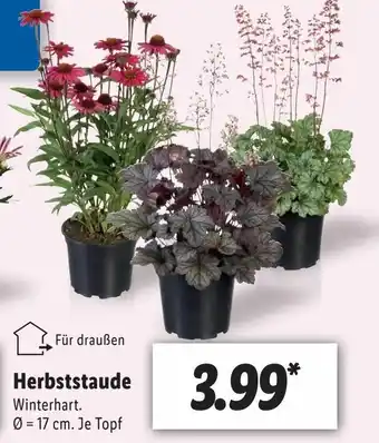 Lidl Herbststaude Angebot