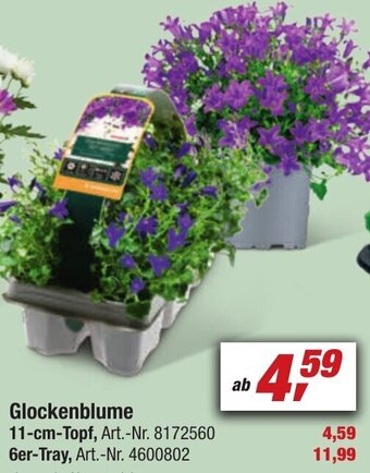 toom Baumarkt Glockenblume Angebot