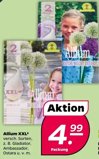 NETTO Allium XXL Angebot