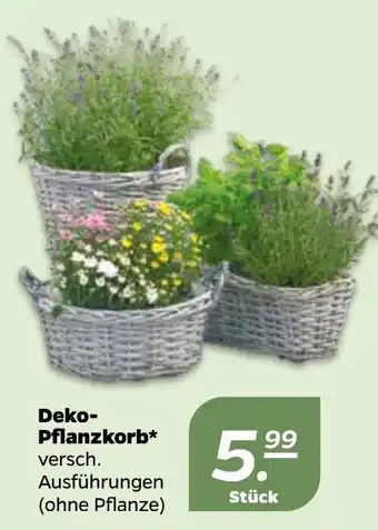 NETTO Deko Pflanzkorb Angebot