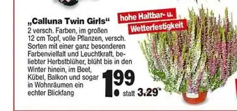 Repo Markt Calluna Twin Girls Angebot