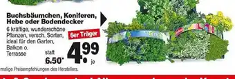 Repo Markt Buchsbäumchen, Koniferen, Hebe Oder Bodendecker Angebot