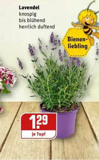 REWE Kaufpark Lavendel Angebot