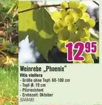 Hornbach Weinrebe „phoenix” Angebot