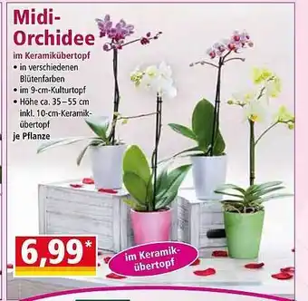 Norma Midi-orchidee Angebot