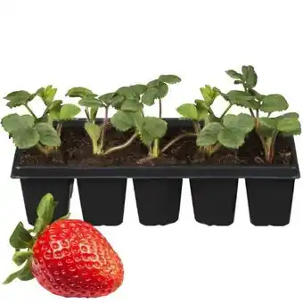 toom Baumarkt Erdbeeren-pflanzen Angebot