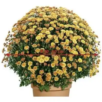 toom Baumarkt Chrysanthemen busch Angebot