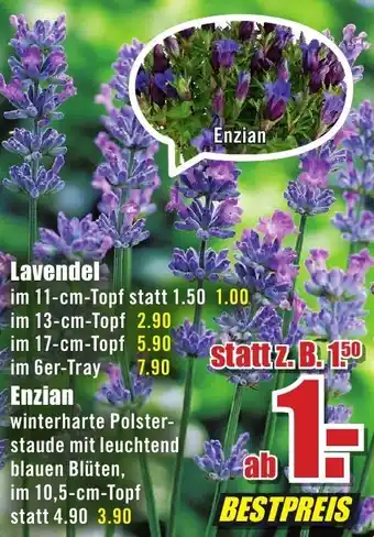 B1 Discount Baumarkt Lavendel Angebot