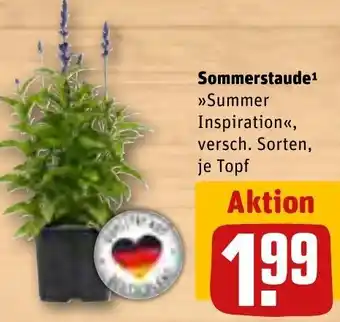 REWE Sommerstaude Angebot