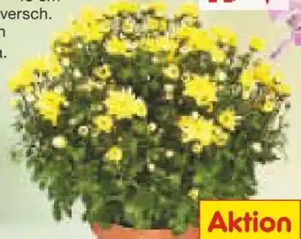 Netto Marken-Discount Bauern chrysanthemenbüsche Angebot