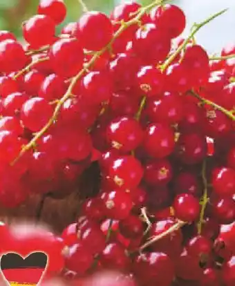 Netto Marken-Discount Johannisbeeren Angebot