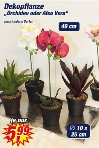 Posten Börse Dekopflanze ,,Orchidee oder Aleo Vera" Angebot