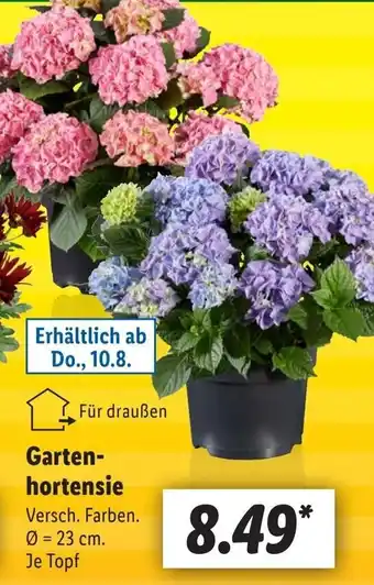 Lidl Gartenhortensie Angebot