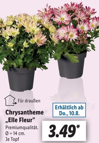 Lidl Chrysantheme ,,Elle Fleur" Angebot