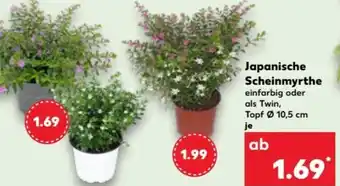 Kaufland Japanische Scheinmyrthe Angebot