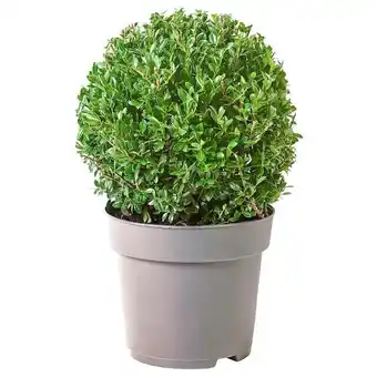 IKEA Ilex pflanze stechpalme Angebot