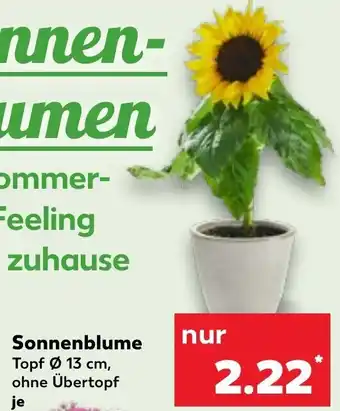 Kaufland Sonnenblume Angebot