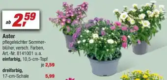 toom Baumarkt Aster Angebot