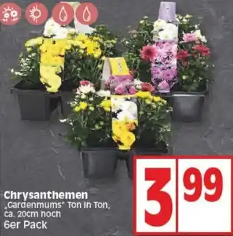 Edeka Chrysanthemen 6er Pack Angebot