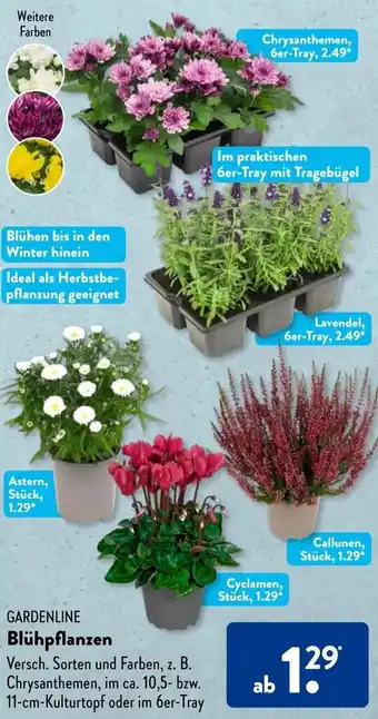 Aldi Süd GARDENLINE Blühpflanzen Angebot